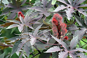 Castor oil plant, raw material of biodiesel photo