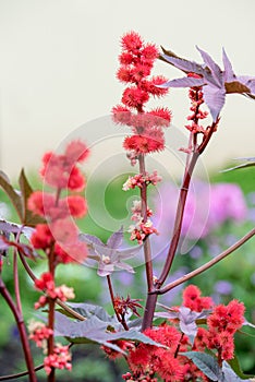 Castor oil plant with red prickly fruits and colorful leaves