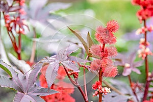 Castor oil plant with red prickly fruits and colorful leaves