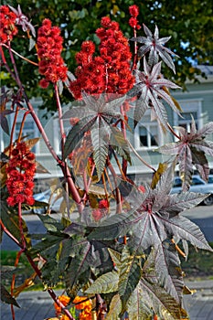 Castor oil plant with red prickly fruits and colorful leaves