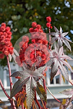 Castor oil plant with red prickly fruits and colorful leaves