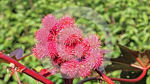 Castor oil plant with red prickly fruits on nature background.