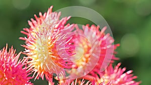 Castor oil plant with red prickly fruits on nature background. Close up