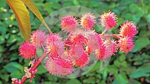 Castor oil plant with red prickly fruits on nature background. Ricinus communis