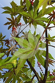 Castor oil plant