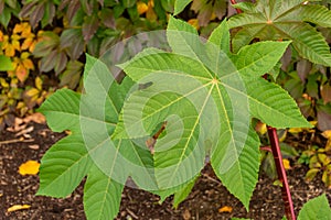 Castor oil plant Ricinus communis leaves