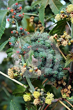 Castor oil plant, or Ricinus communis at summertime