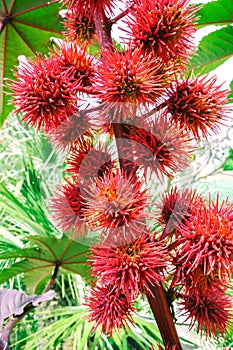 Castor oil plant Ricinus. Medical plant Ricinus arborescens communis