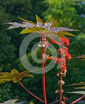 Castor-oil plant or ricinus Ricinus communis