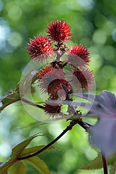 Castor oil plant