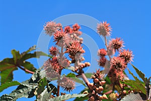 Castor oil plants with fruits on a sky background