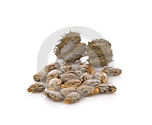 Castor oil seeds Ricinus Communis isolated on white background. photo