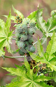 Castor plant