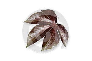Castor plant leaf in white background