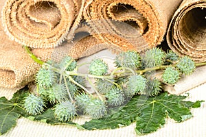 Castor plant and linen