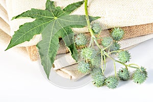 Castor plant and linen