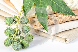 Castor plant and linen