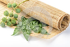 Castor plant and linen