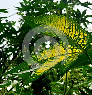 Castor plant   yellow sported leaf plant