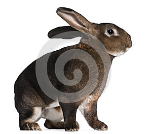 Castor Rex rabbit