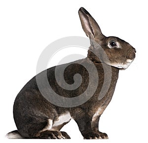 Castor Rex rabbit