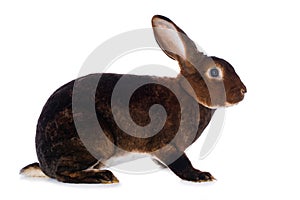 Castor rex rabbit on white background