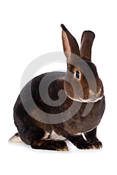 Castor rex rabbit on white background