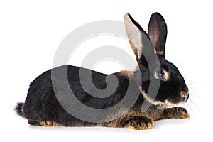 Castor rex rabbit on white background