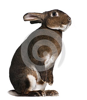 Castor Rex rabbit standing on hind legs photo