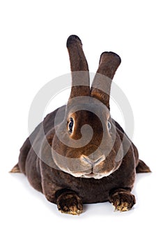 Castor rex rabbit on white background