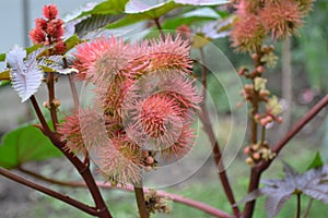 Castor. Ricinus. Ricinus arborescens. Decorative plant