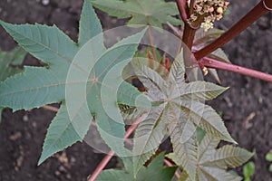 Castor. Ricinus. Ricinus arborescens. Decorative plant