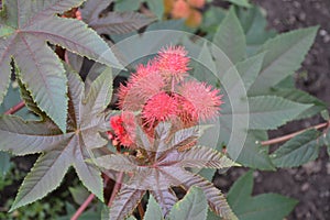 Castor. Ricinus. Ricinus arborescens. Decorative plant