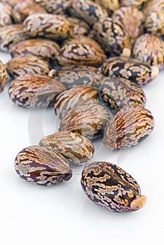 Castor seeds Ricinus communis