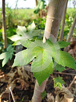 castor tree leaves that live in the wild