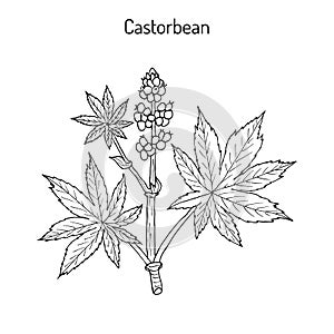 Castorbean, or Castor-oil-plant Ricinus communis , medicinal plant