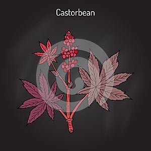 Castorbean, or Castor-oil-plant Ricinus communis , medicinal plant