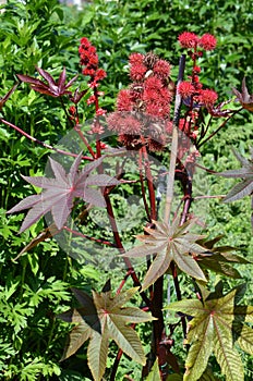 Castorbean (Ricinus communis) photo