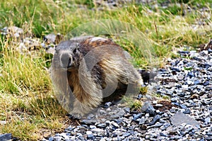 Castoro, beaver