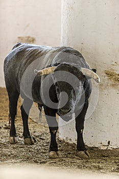 Castrated bull used in bullfighting arenas for leading other bulls in the stables