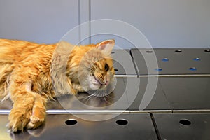 Castration of cat under anesthesia. A red, yellow cat lies on operating table in veterinary clinic, hospital, under anesthesia,