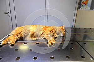 Castration of cat under anesthesia. A red, yellow cat lies on operating table in veterinary clinic, hospital, under anesthesia,