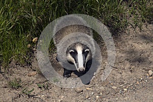 Casual meeting with a badger photo