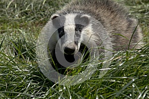 Casual meeting with a badger photo