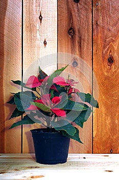 Casual poinsettia tree in evening time