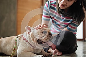 Casual woman stroking the head of a cute french bulldog