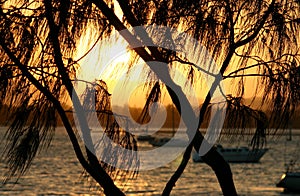 Casuarina Against The Sun