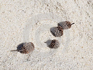 Casuarina cones on a beach