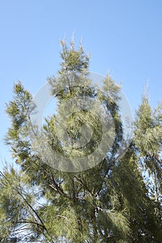 Casuarina equisetifolia tree