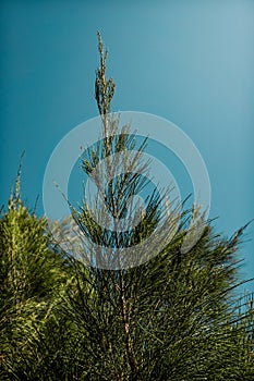 Casuarina equisetifolia tree or in Indonesia known as Cemara Udang